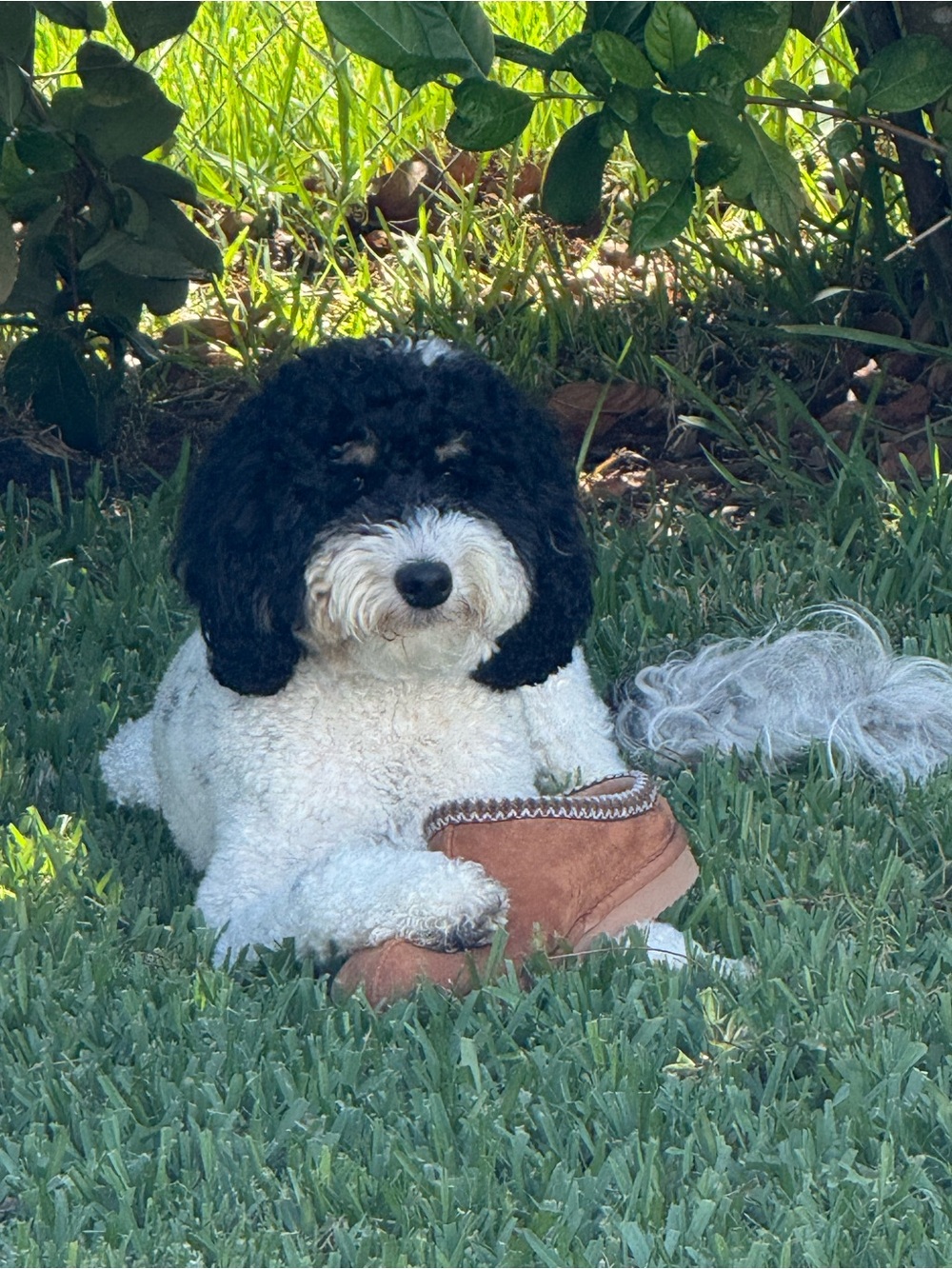 Meet your Posher, Murphy